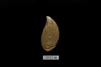 藏品(似殼菜蛤)的圖片